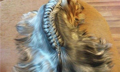 ADL Pet Point Supply Richmond Hill