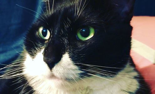 Forest Hills Cat Hospital