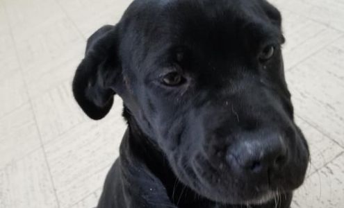 Jamco Dog Training Center Angola