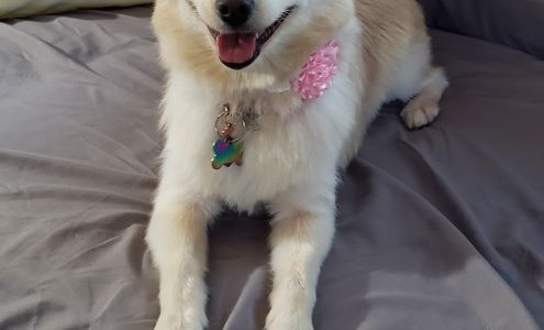 Kool K9 East Moriches