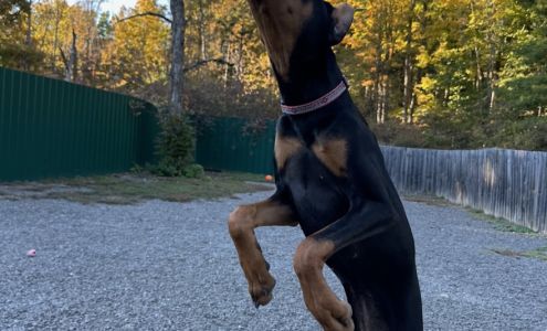 Wag Inn Boarding Accord