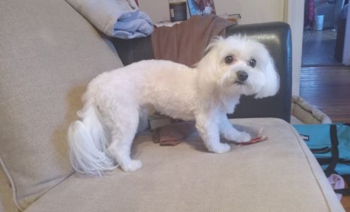 Q Cute Doggie House Inc