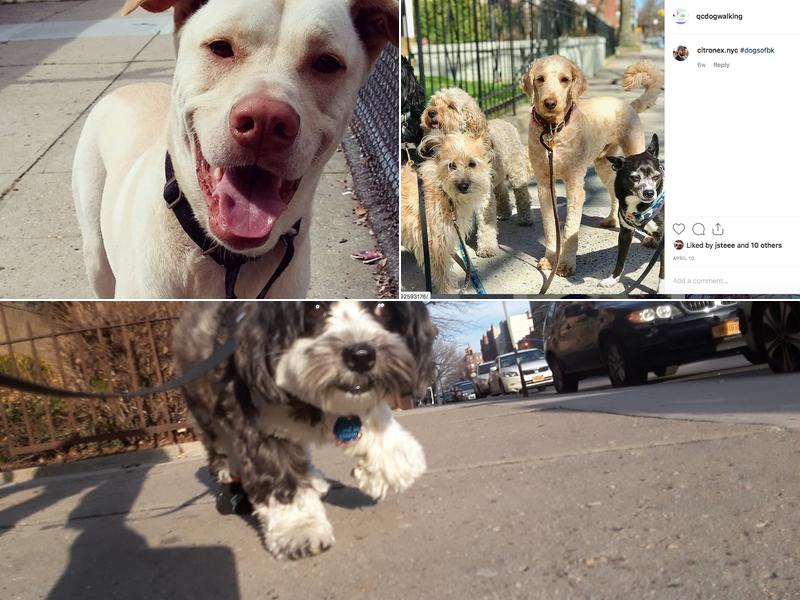 QC Dog Walking Services