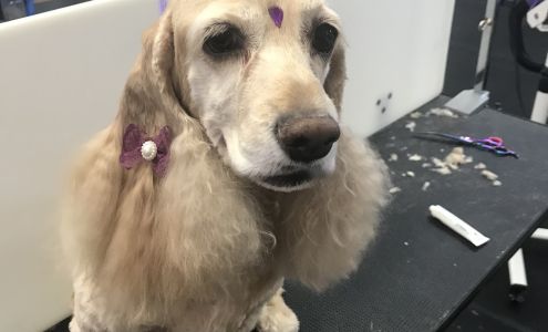 Bone Appetit Barkery