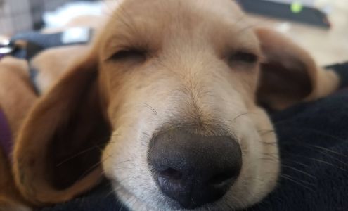 Furry P.A.L. Pet Care Putnam Valley