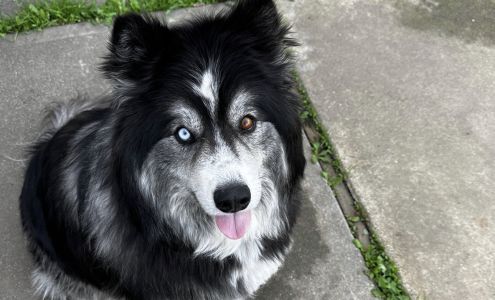 My Siberian Husky Kennels