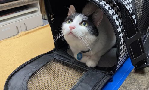 Gentle Care Animal Hospital at Tryon, A Thrive Pet Healthcare Partner