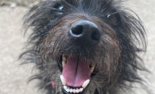 No Worries Pet Sitting Browns Summit