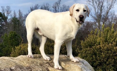 The Creekside Kennel Lumber Bridge
