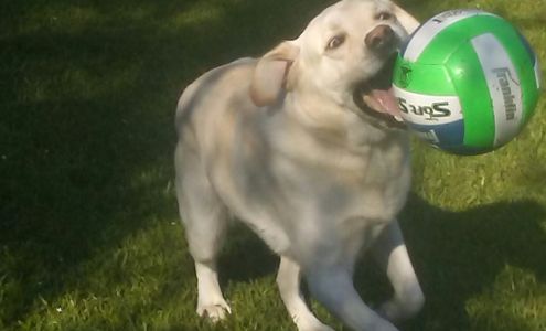 A Dog's Dream Kennel Castle Hayne