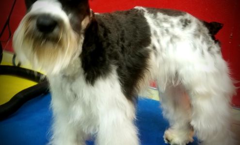 A Haus of Schnauzer Stokes