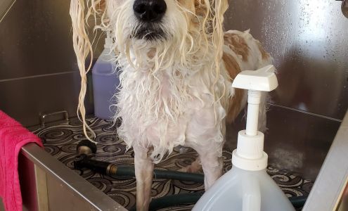 Roxanne Scissorhands Pet Groomer & Pet Sitter Landis