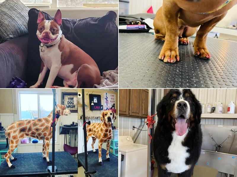 Paws up Pet Salon (PUPS) LLC
