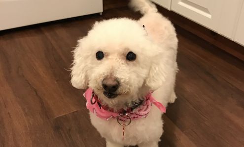 Dawns pet grooming Whiting