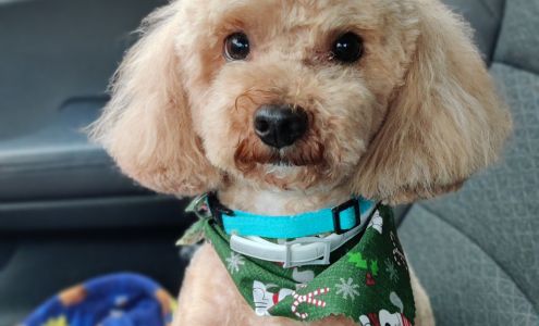 Canine Design Beachwood