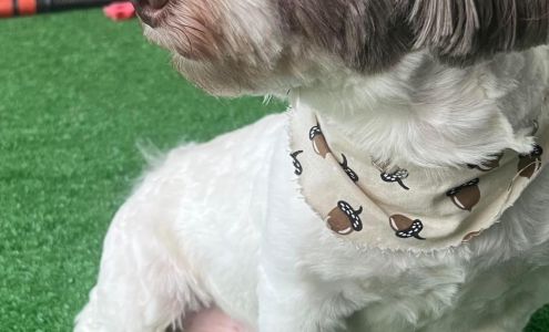 Rockin Pups Grooming llc IS BACK! Beverly