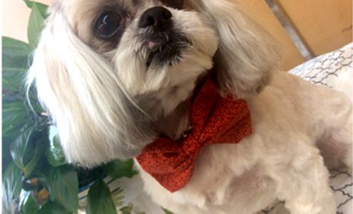 Poochies Dog Grooming Salon and Boutique Prospect Park