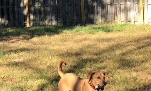 Mighty Mutts Bed & Biscuit Tabernacle