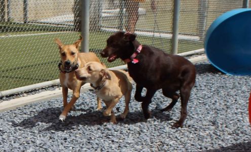 Four Paws Playground-- Doggie Daycare, Crateless Boarding, Puppy Wednesday Bloomsbury
