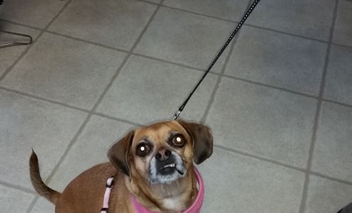 Ruff-Ly Purr-Fect Pet Grooming