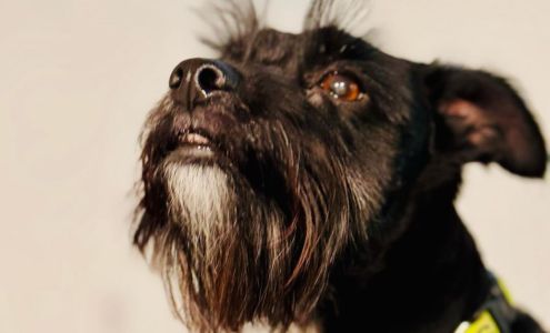 Barks and Bubbles Dog Grooming