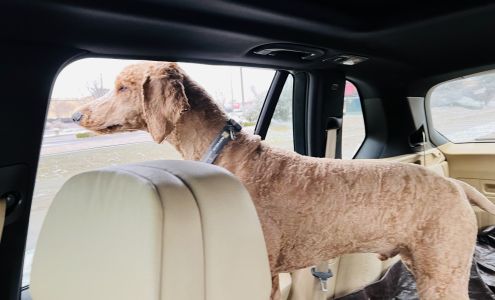 Service Dog Certification of America