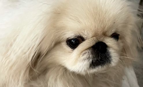 Eye Care for Animals - Albuquerque