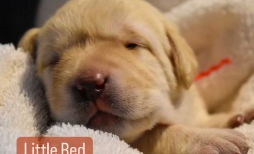 Assistance Dogs of the West