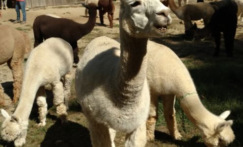 Purgatory Falls Alpaca Farm Lyndeborough