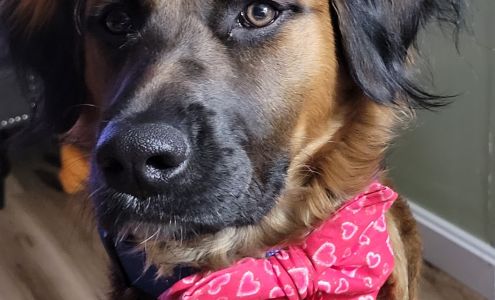 Brookwood Pet Resort Canterbury