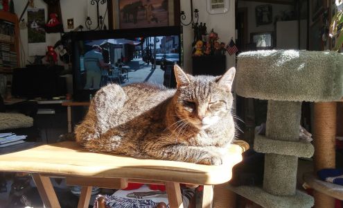 Pampered Paws Pet Sitting Boscawen