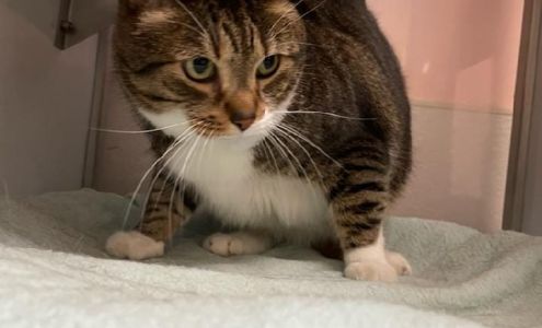 K-9 Kampus Fogelsville