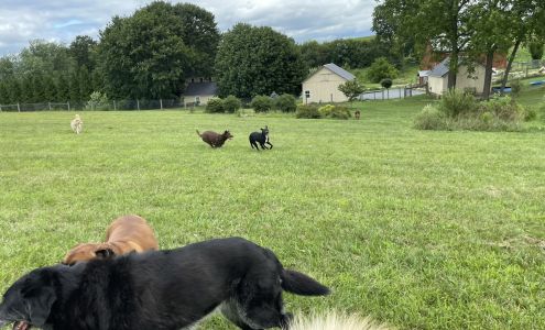 Priority Dog New Tripoli