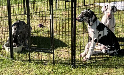 Drkaren?s Kountry Kennels Germansville