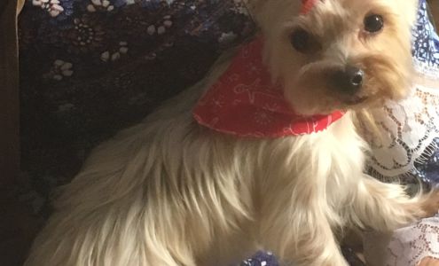 The Furry Snippet Pet Salon Wernersville