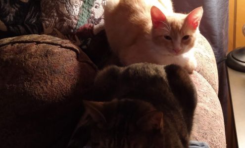 Silver Snuggles Pet and House Sitting. Dog Walking, too. Throop