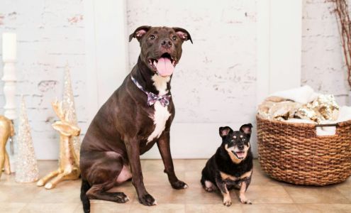 Muddy Paws Pet Salon Halifax