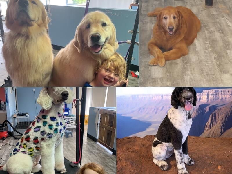 Doggie Style Grooming LLC