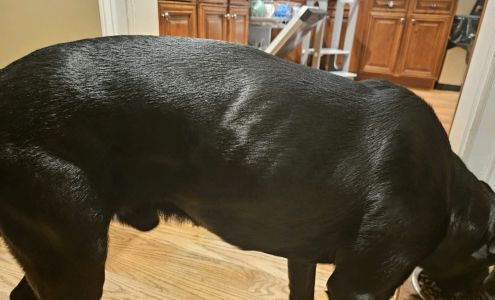 Blowing Springs Kennel Flintstone