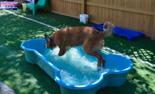 Kathy's Pampered Paws