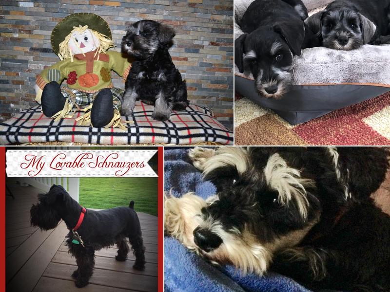 My Lovable Schnauzers