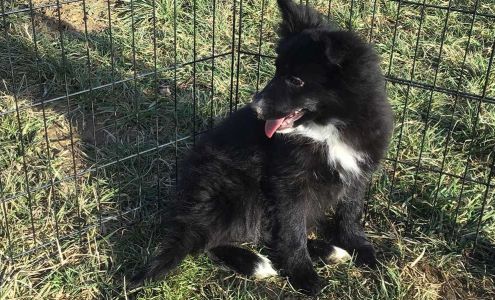 Michelle's Canine Emporium New Franklin