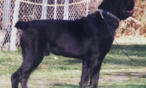 Alcor Cane Corso New Lebanon