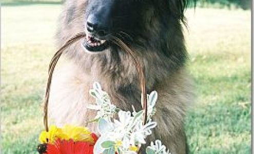 Training Tracks Canine Learning Station