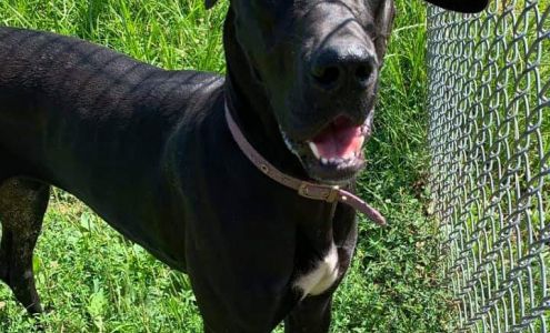 Tara's Pet Resort Goshen