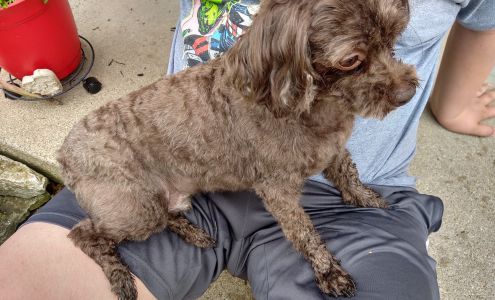 Brinkman's Kennels Goshen