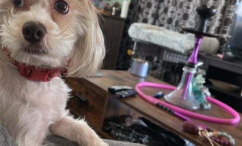 Neighborhood Pets Outreach & Resource Center