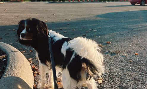 ALL PURPOSE K-9 LLC. 510 E Main St, Columbus