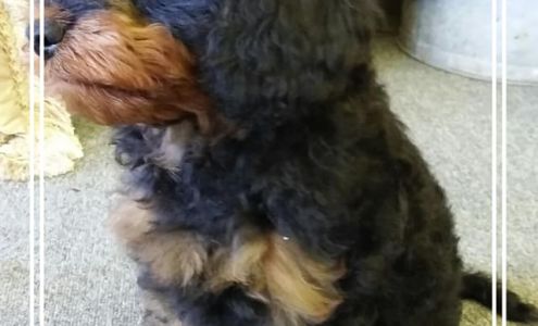 Kela's Pet Styles New Lebanon