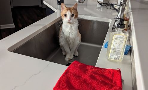 Paws & Whiskers Cat Shelter